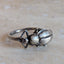 Pinacate Beetle Ring